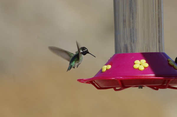 [:de]Kolibri [:en]Humingbird[:]