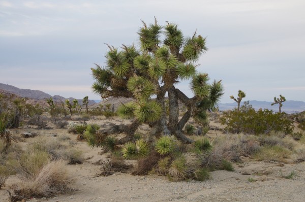 Yoshua tree (near Palm Springs, California)