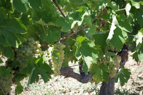 Wein an 60 Jahre alten Reben