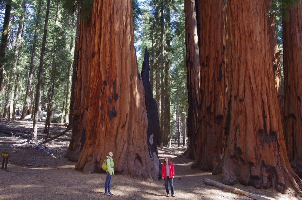  Seqoia trees in California