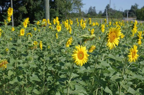 Sonnenblumenfeld