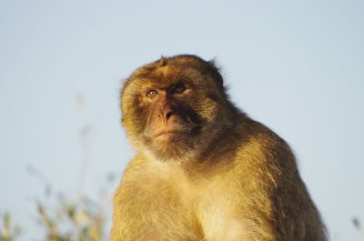 der Gibraltarfelsen ist ja für seine Affen bekannt