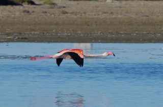 [:de]Flamingo im Landeanflug[:en]Flying flamingo