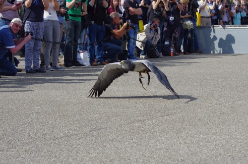 Zum Foto-Training ;-) : Flugshow im Außenbereich
