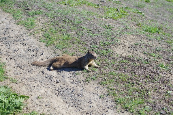 [:de]Erdhörnchen: Bewohner der Stanford foothills[:en]Gopher, the real inhabitants of the Stanford foothills[:]
