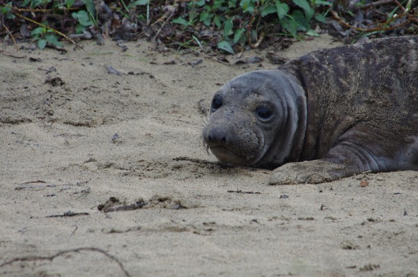 [:de]See-Elefanten-Baby[:en]baby seal[:]