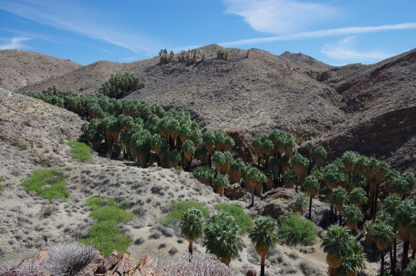 Palm tree canyon, Palm Springs, California