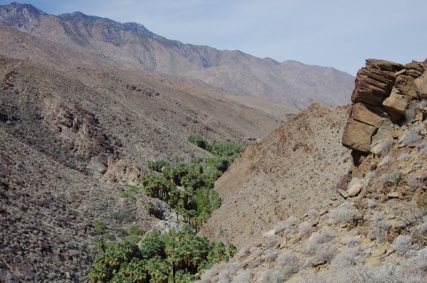 Palm tree canyon, Palm Springs, California