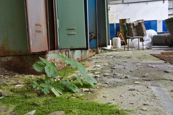 Die Natur holt sich irgendwann alles wieder