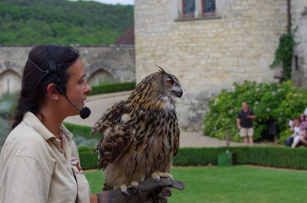 [:de]Der Uhu ist die großte Eulenart[:en]The eagle owl belongs to the largest type of owls[:]