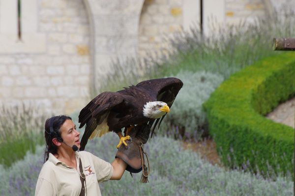 [:de]amerikanischer Fischadler bereit zu Start[:en]american osprey ready to take off[:]