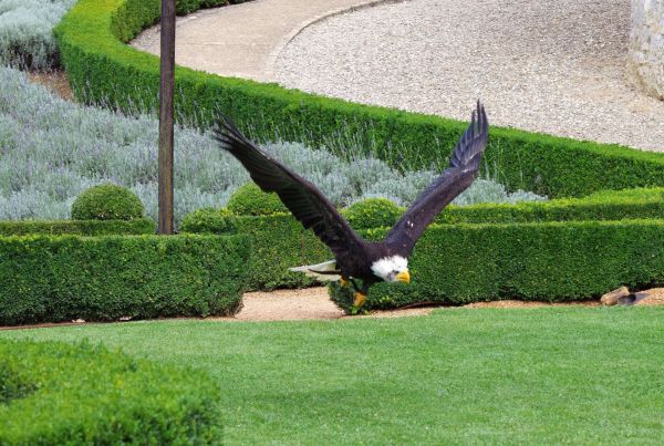 [:de]Auch der fliegende Fischadler macht was her[:en]Also the flying osprey is grandiose.[:]